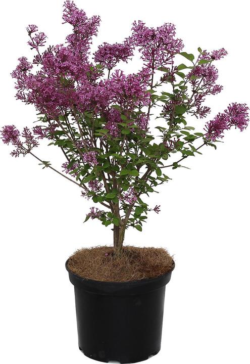 Actual product image Zulauf Zwerg-Duft-Flieder / Syringa 'Bloom. Dark Purple' (50 cm)