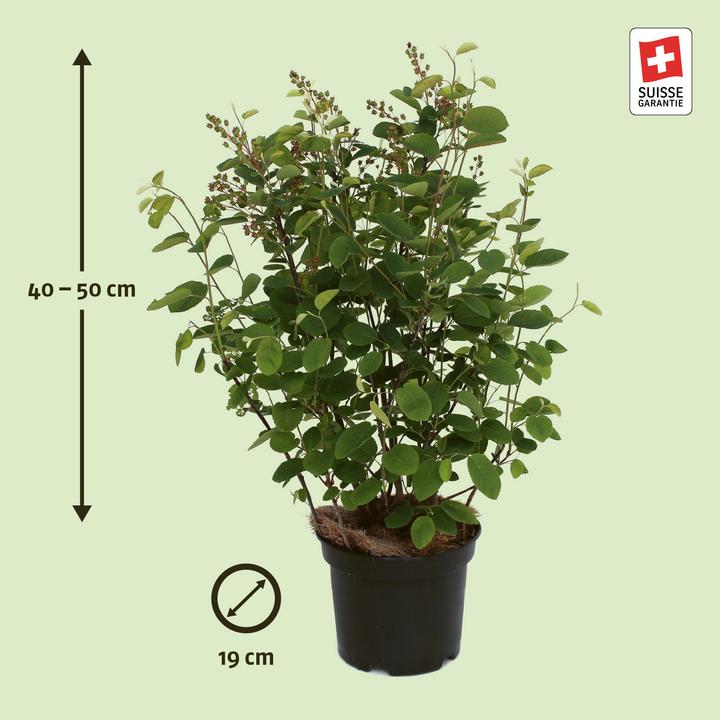 Actual product image Zulauf Common rock pear (50 cm)