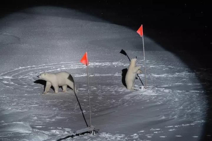 Produktbild Expedition Arktis (Deutsch, Katharina Weiss-Tuider, 2020)