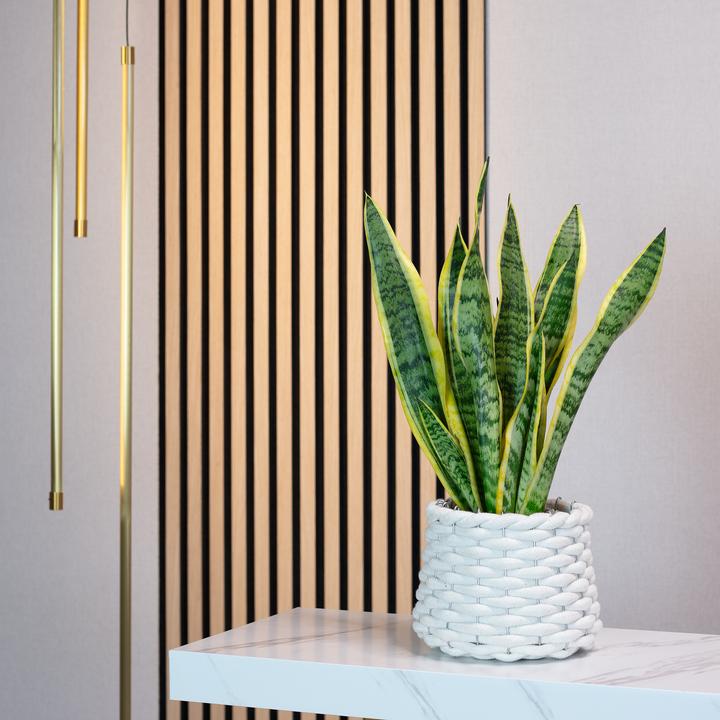 Immagine prodotto Flowerbox Canapa a fiocco - Sansevieria trifasciata Laurentii (35 cm)