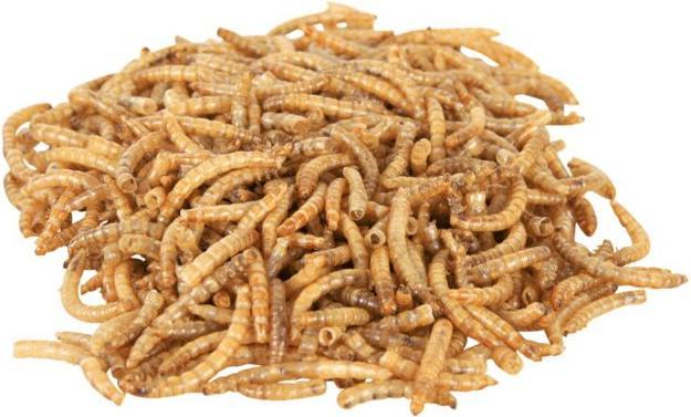 Produktbild Trixie Mehlwürmer (1 x, 0.07 kg)