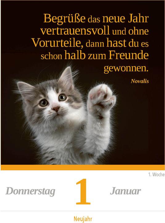 Actual product image A cat for every day 2026 - daily tear-off calendar to put up or hang up (11 x 15 cm, German)