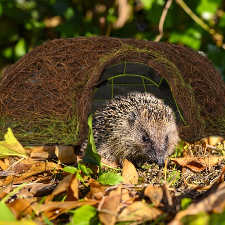 Actual product image Relaxdays Hedgehog house