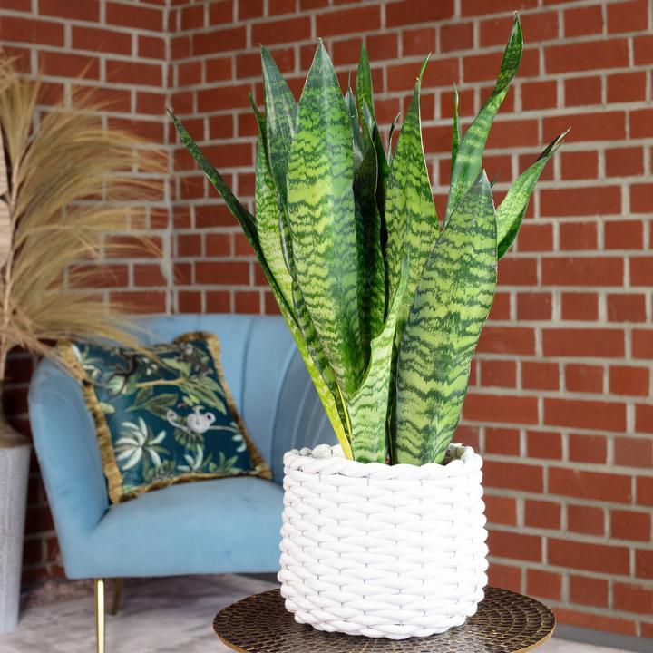 Produktbild Flowerbox Bogenhanf - Sansevieria zeylanica (65 cm)