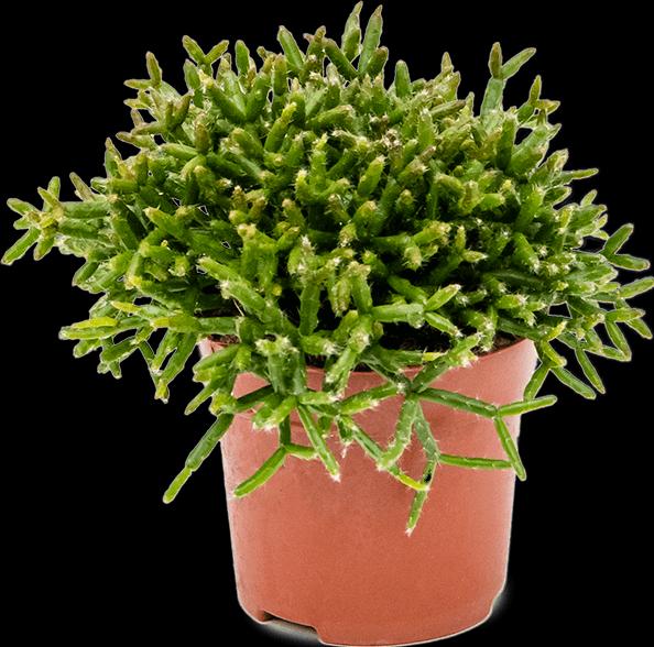 Immagine prodotto Mahaloplants Rhipsalis burchellii (20 cm, Appena rinvasata)