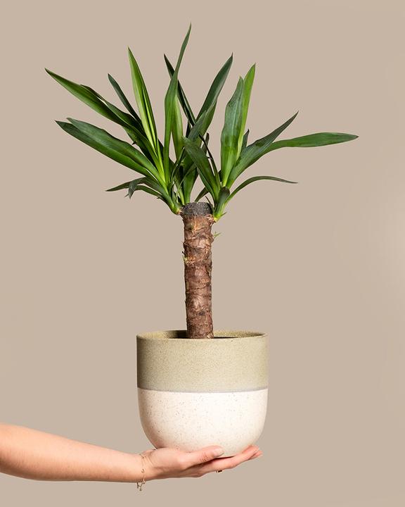 Image du produit feey Yucca (70 cm, Fraîchement rempotés)