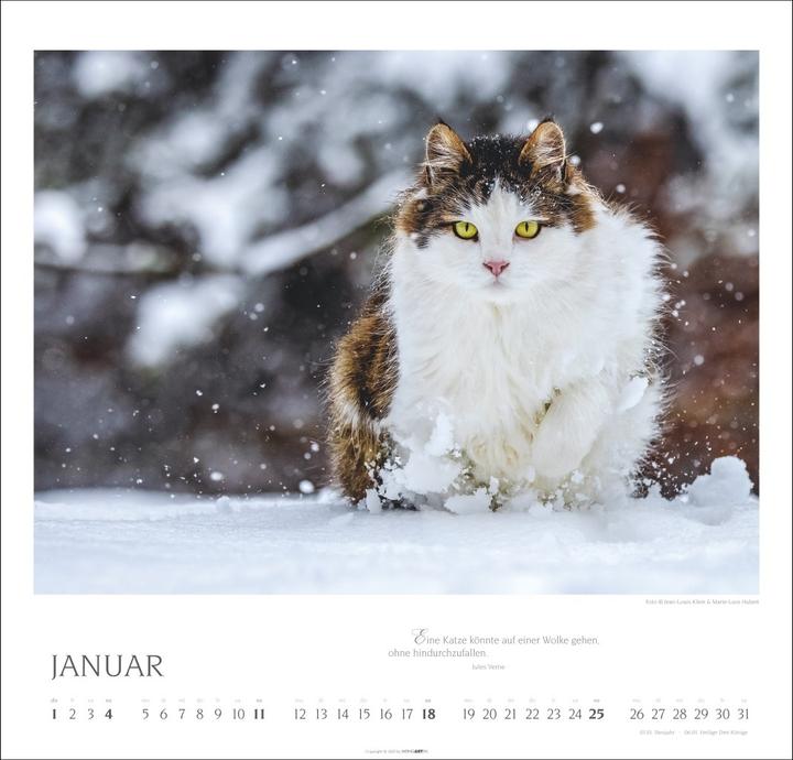 Produktbild Katzen - Diven auf Samtpfoten Kalender 2026 (48 x 46 cm, Deutsch, Englisch)