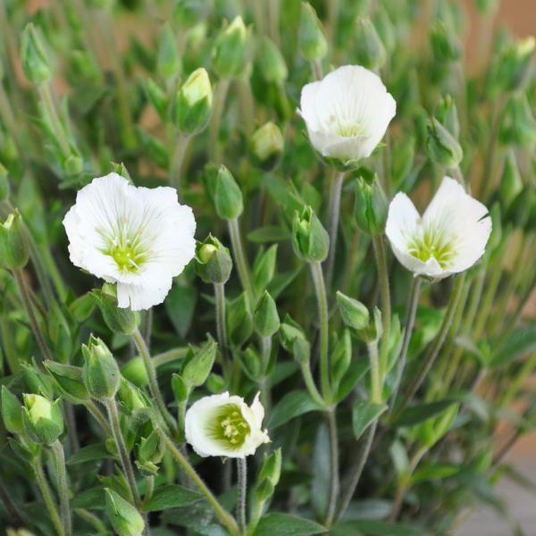 Produktbild Säntispracht 6 er Set, Berg-Sandkraut (5 cm)