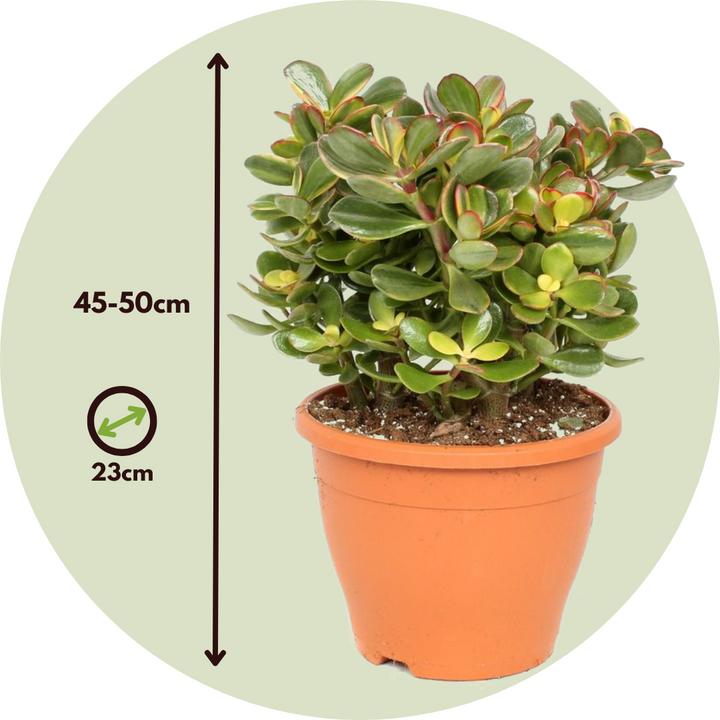 Actual product image Plant in a Box Crassula ovata Sunset - Jade plant (45 cm)