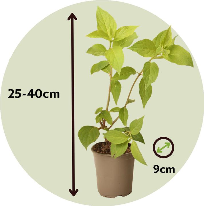 Actual product image Plant in a Box Hydrangea Paniculata 'Silver Dollar' - Set of 3 hydrangeas (25 cm)