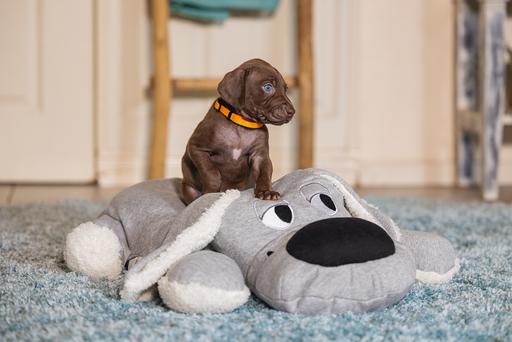 Actual product image Beeztees Boomby (Puppy Toy)