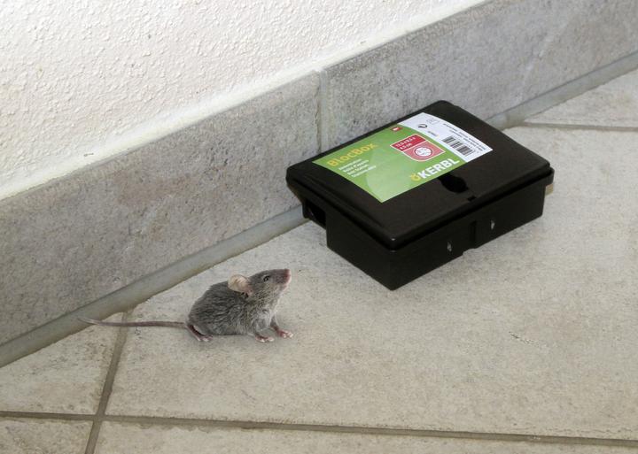 Actual product image Kerbl Bait station BlocBox (for mice, plastic bait box, lockable with key, dimensions 12