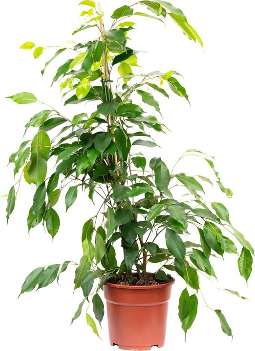 Produktbild Flowerbox Birkenfeige "Forever" - Ficus benjamini (75 cm)
