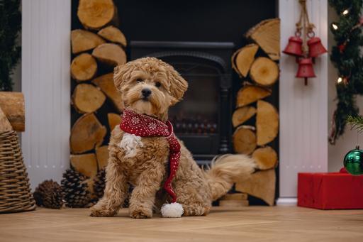 Actual product image Beeztees Christmas Plush (Dog bandana)