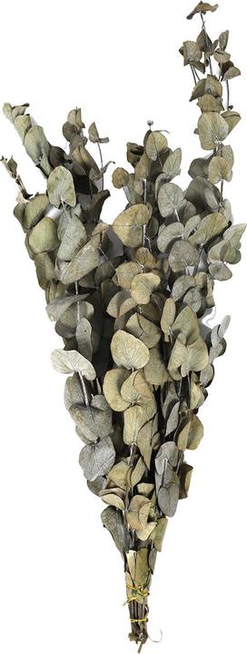 Dijk Eucalipto - Eucalyptus (Fiori secchi)