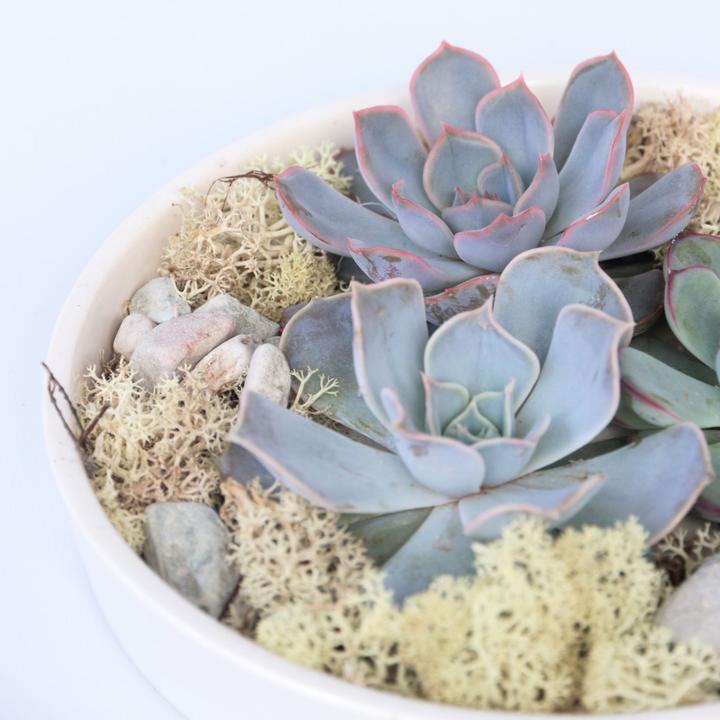 Actual product image Plant in a Box Echeveria lilacina - Garden Mix White (8 cm)
