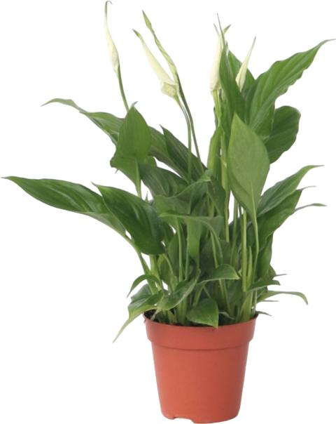 Actual product image Plant in a Box Spathiphyllum 'Torelli' - Peace Lily (30 cm)