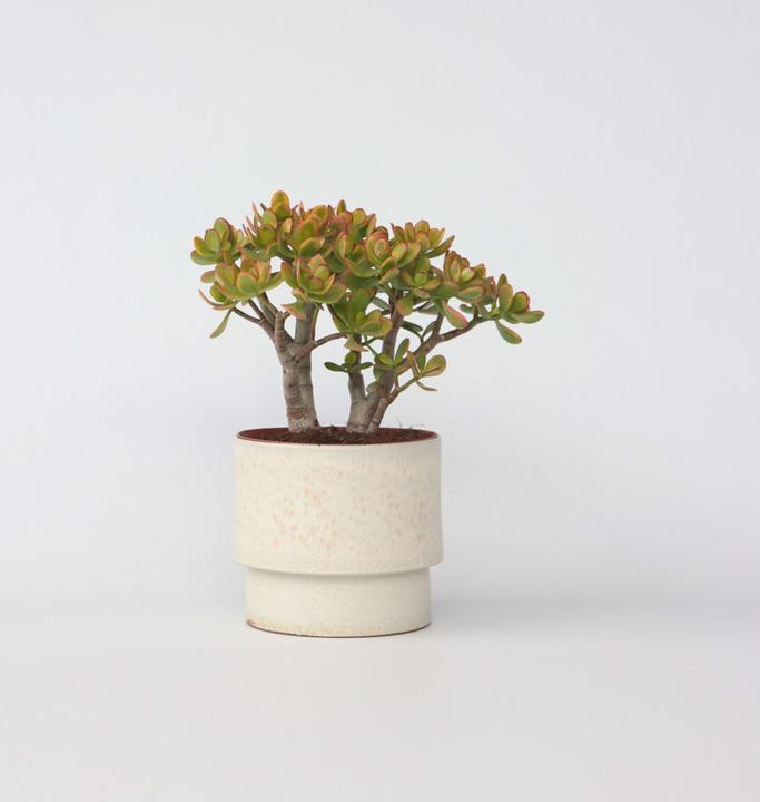 Actual product image Plant in a Box Crassula ovata Sunset - Jade plant (45 cm)