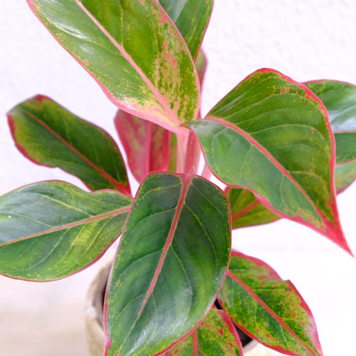Image du produit VEG and the City Balane (filament d'épi - Aglaonema delight star) (35 cm)