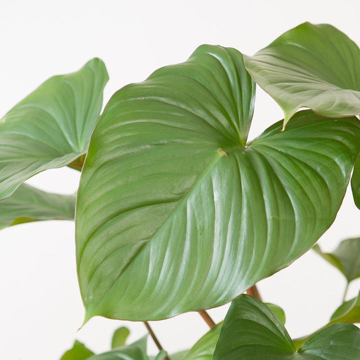 Produktbild VEG and the City Barus (Homalomena) (75 cm)
