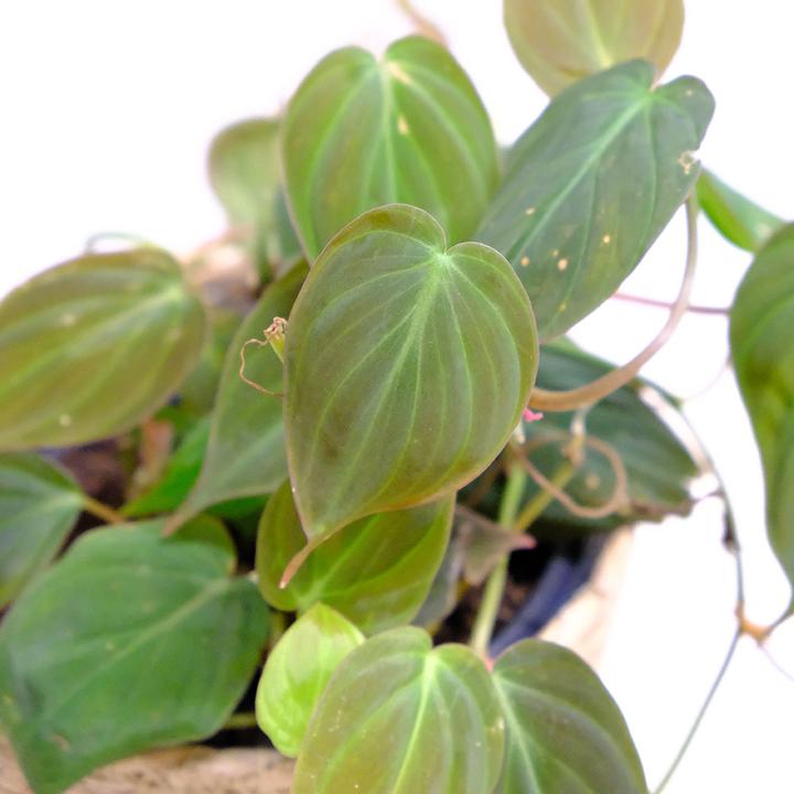 Produktbild VEG and the City Naya (Samtiger Baumfreund - Philodendron micans)