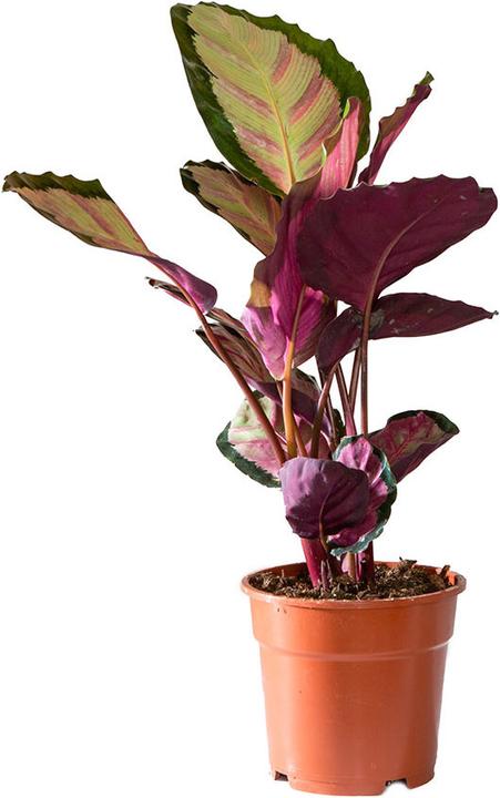 Produktbild VEG and the City Osasco (Korbmarante - Calathea silvia) (50 cm)