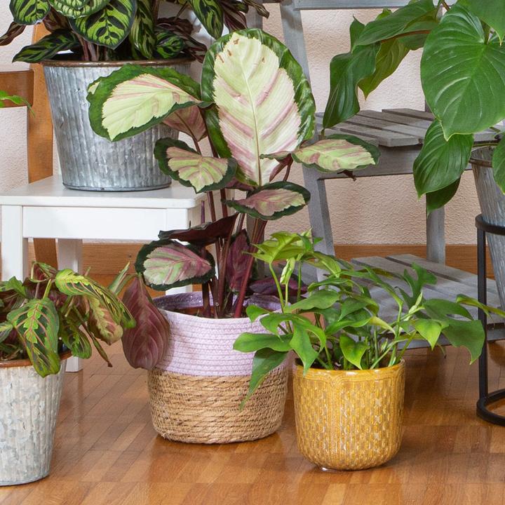 Produktbild VEG and the City Osasco (Korbmarante - Calathea silvia) (50 cm)