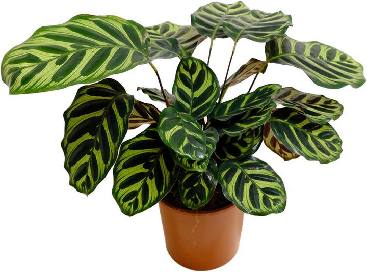 Produktbild VEG and the City Sagres (Korbmarante - Calathea makoyana) (35 cm)