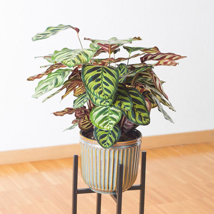 Produktbild VEG and the City Sagres (Korbmarante - Calathea makoyana) (35 cm)