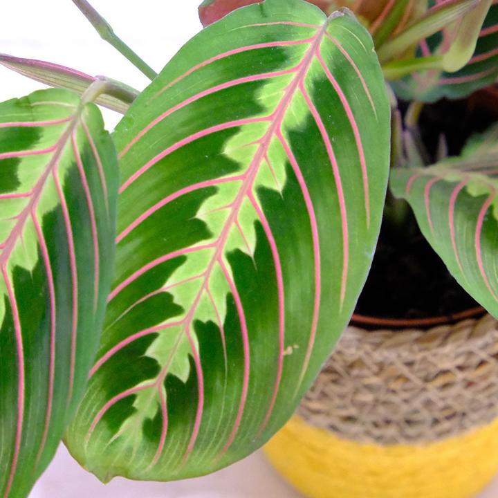 Produktbild VEG and the City Tanara Pfeilwurz - Maranta leuconeura tricolor (35 cm)