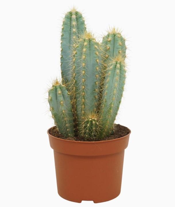 Actual product image Mahaloplants Blaukaktus (20 cm)