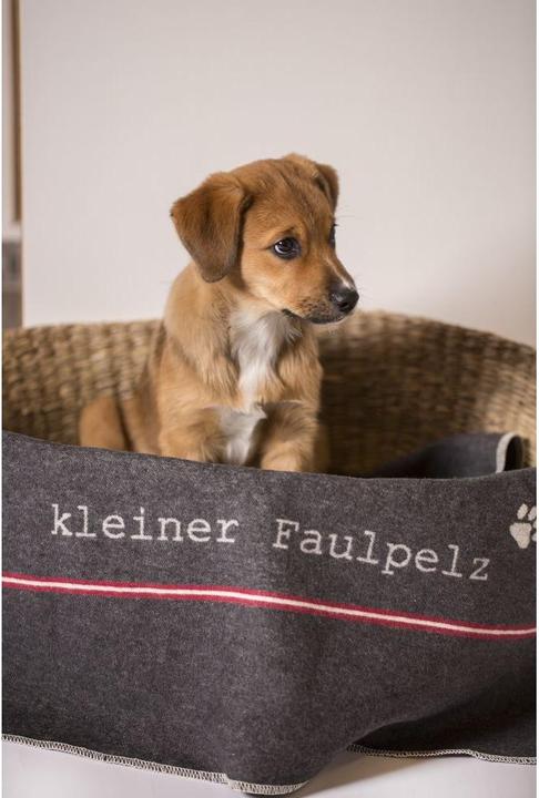 Produktbild David Fussenegger Nova (Hund)