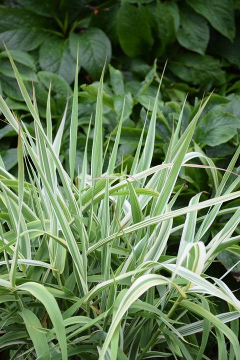 Produktbild Säntispracht Das gestreifte Pfahlrohr - Arundo donax 'Variegata Compact' (150 cm)
