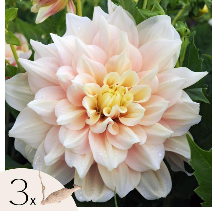 Image du produit Plant in a Box Dahlia Break Out - Set de 3 dahlias (10 cm)