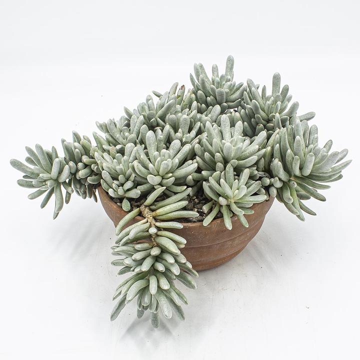 Image du produit Kakteen Gautschi Senecio scaposus (20 cm)
