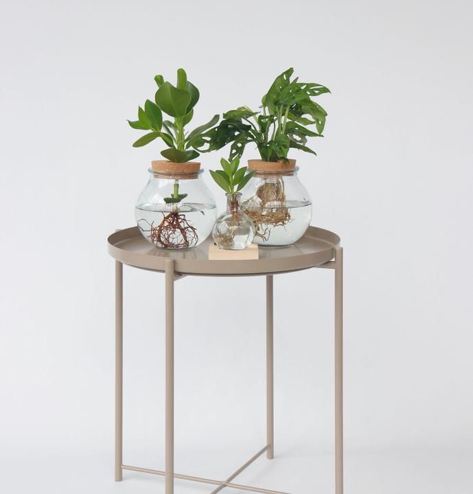 Produktbild Plant in a Box Monstera Adansonii 'Monkey Mask' - Fensterblatt in Glas (35 cm)
