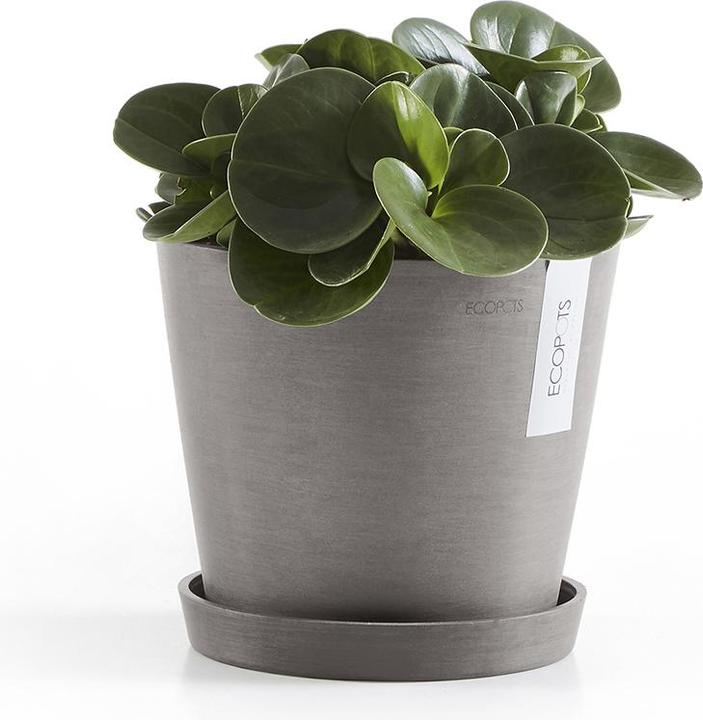 Actual product image Ecopots Saucer Round