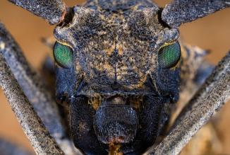 Productafbeelding Venus Optic Laowa 65mm f/2.8 2x Ultra Macro Fuji X (Fujifilm X, APS-C / DX)