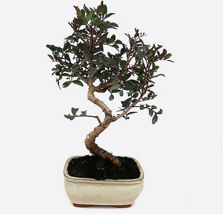 Image du produit Bonsai.ch Ginkgo biloba