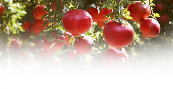 Actual product image Weleda Pomegranate (50 ml)