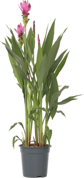 Produktbild Plant in a Box Curcuma alismatifolia Siam Supreme - Kurkuma (80 cm)