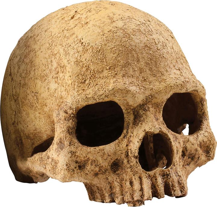 Actual product image Exo Terra Primate Skull 17x13.5x11.5cm