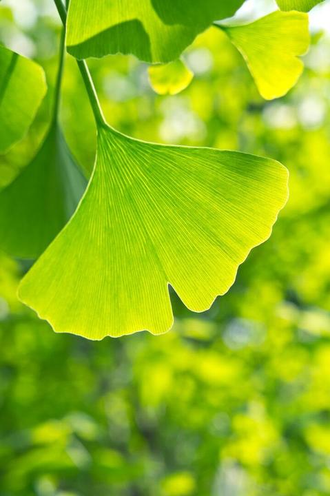 Actual product image Arkopharma Arkocaps Ginkgo Kapseln (45 Piece, Capsules, 40 g)