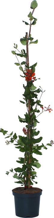 Produktbild Zulauf Geissblatt / Lonicera brownii 'Dropmore Scarlet' (80 cm)