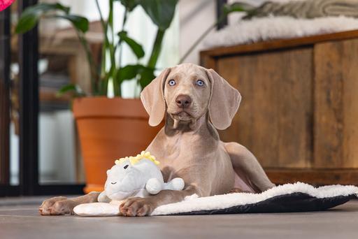 Immagine prodotto Beeztees Cucciolo di dinosauro Vince Dog Toy (Cane di peluche)