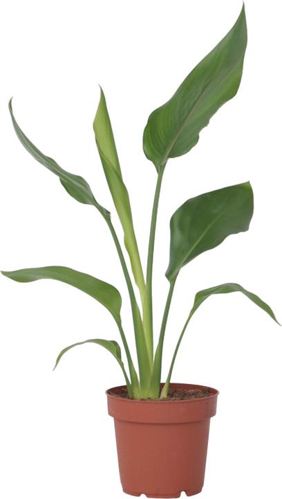 Image du produit Plant in a Box Strelitzia Reginea - Plante oiseau de paradis (25 cm)