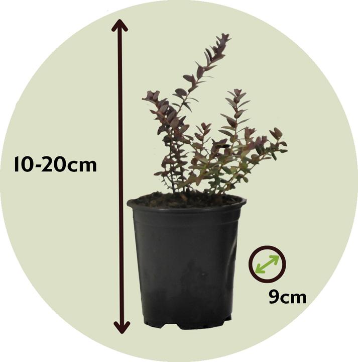 Produktbild Plant in a Box Vaccinium macrocarpon Cranberry - 3er Set Preiselbeere (10 cm)