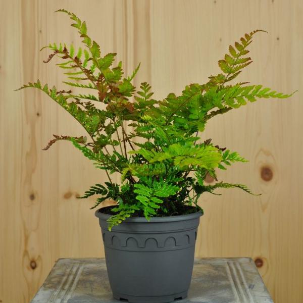 Produktbild Säntispracht 3 er Set, Der Rotschleierfarn mit mittelgrüner/roter Blattfärbung - Dryopteris erythrosora Prolifica (50 cm)