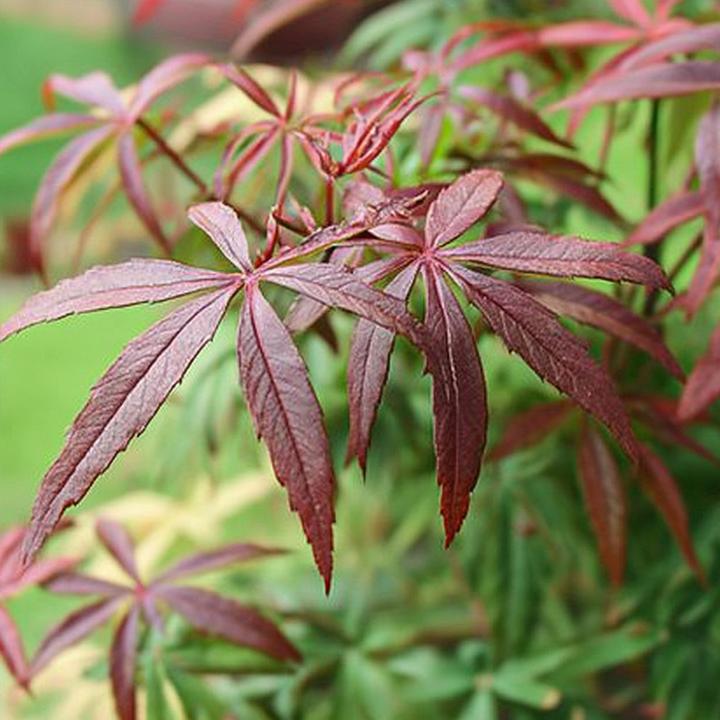 Actual product image Plant in a Box Acer palmatum 'Starfish' - Maple tree (60 cm)