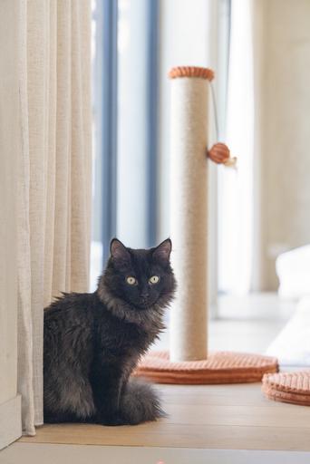 Actual product image Designed by Lotte Scratching post (70 cm, Terracotta, Brown)